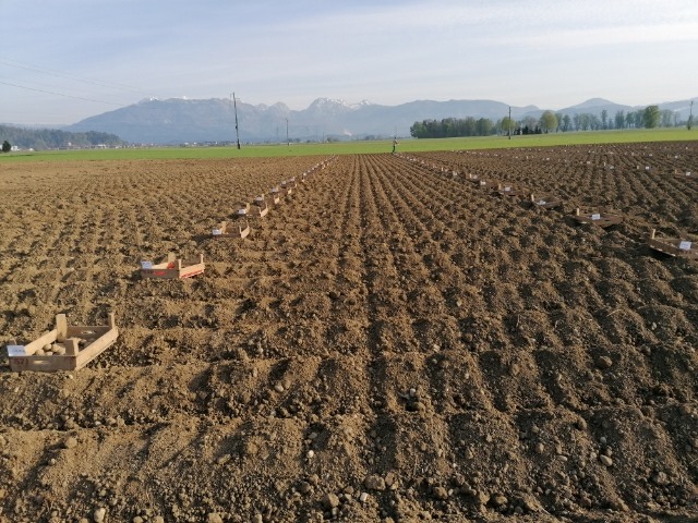 Potato phenotyping trial in Slovenia