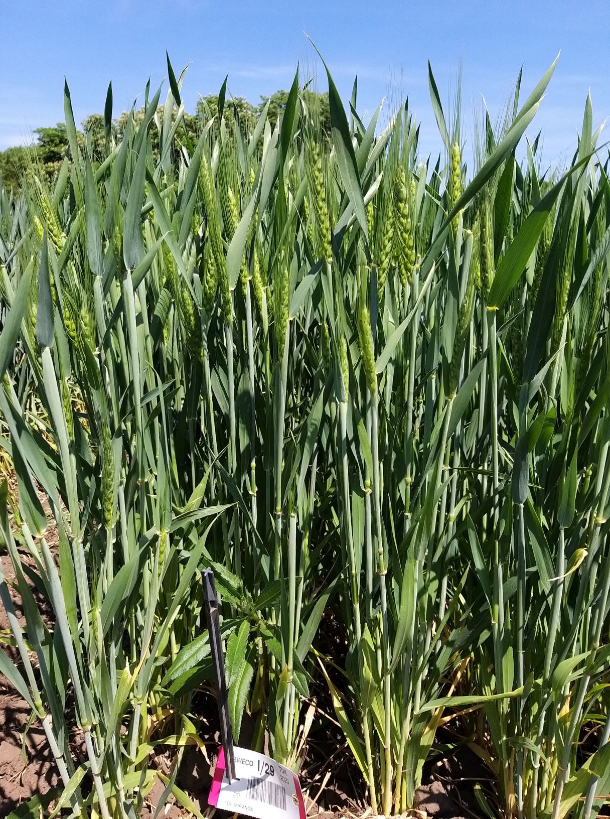Wheat trials in Hungary