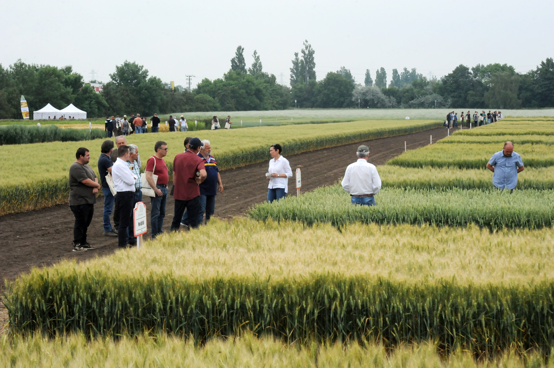 The Field Days event in Hungary