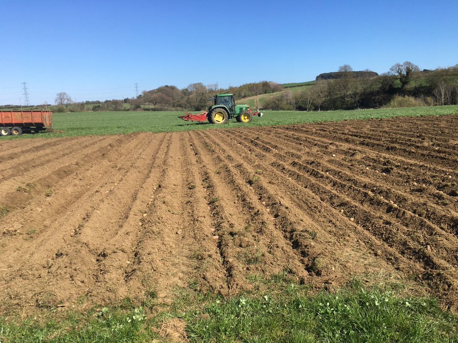 63 potato varieties planted in England