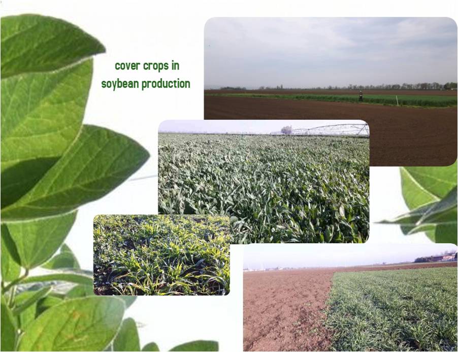 Research on cover crops in soybean production