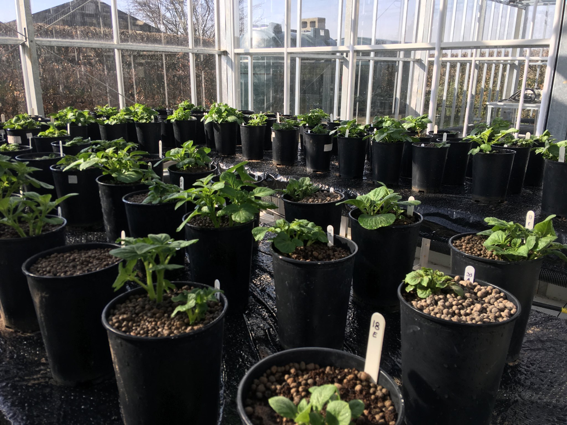 20 potato varieties evaluated at Newcastle University, United Kingdom