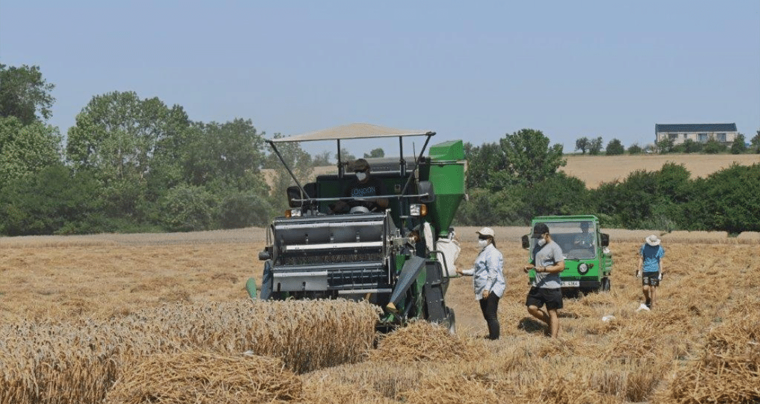 ECOBREED wheat harvest at Selgen, Czech Republic