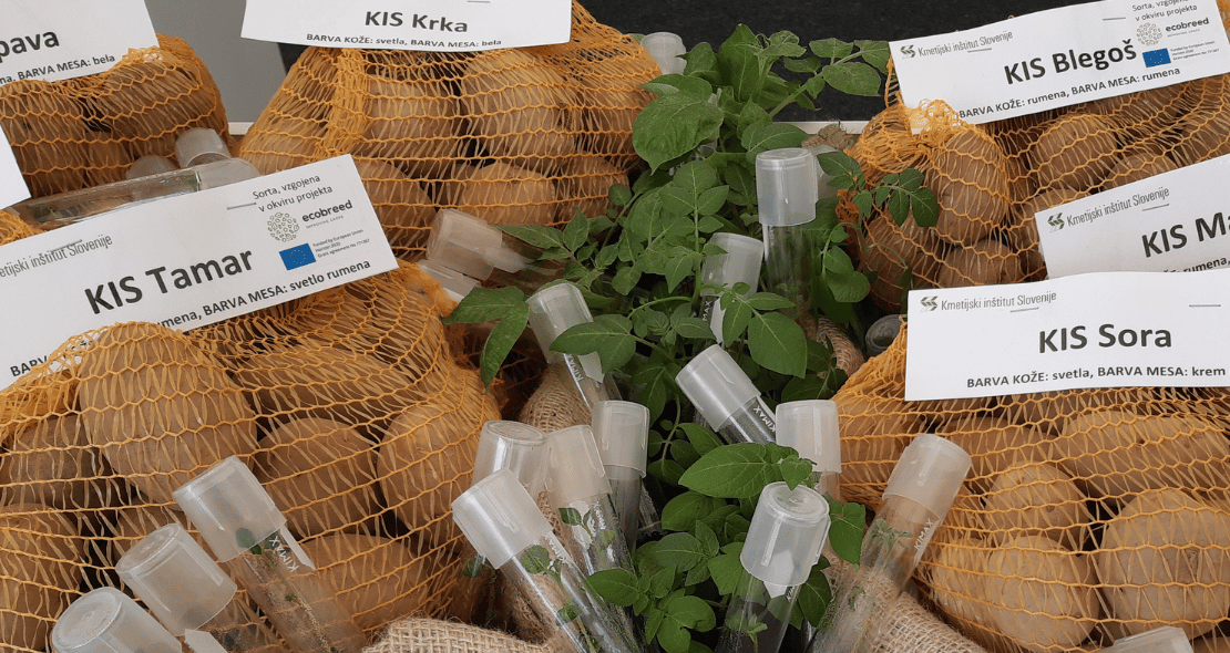 ECOBREED potato varieties at the Agricultural Fair in Komenda, Slovenia