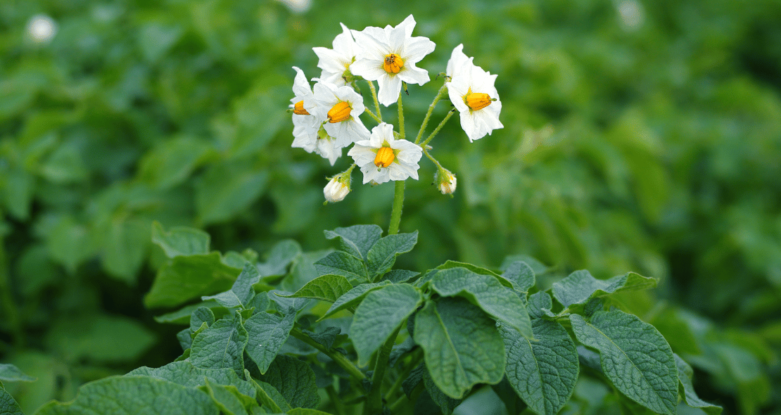 ECOBREED at the Organic potato production day, Slovenia