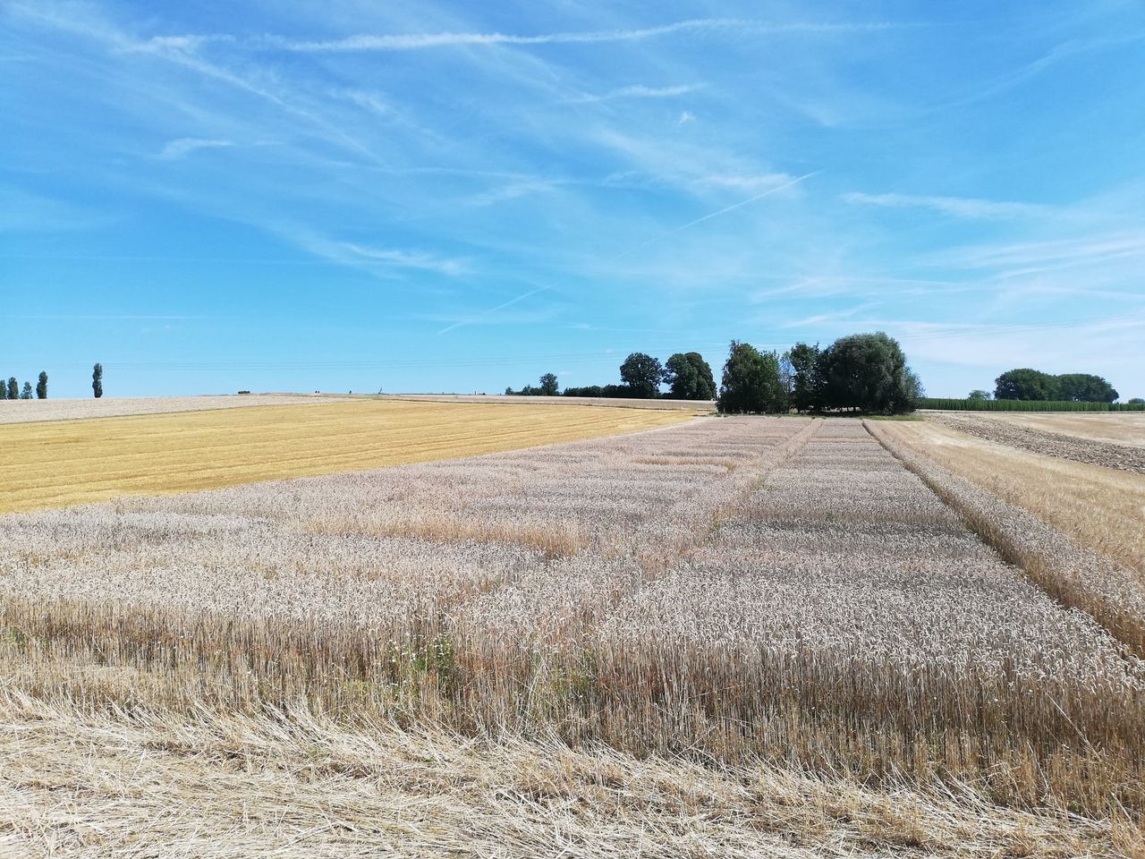 Wheat harvest in Germany
