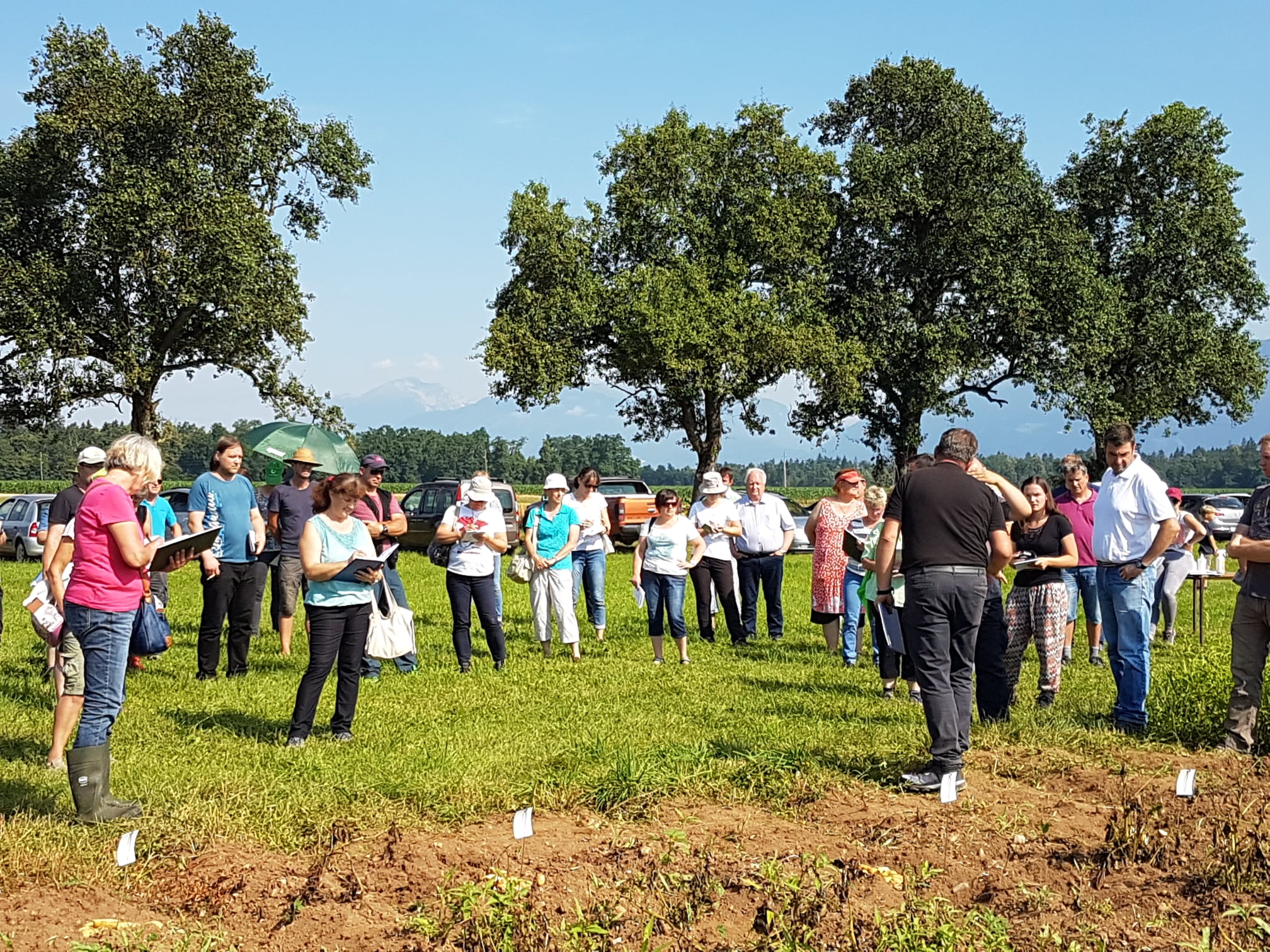 Organic farm Kozina grows 14 organic potato varieties
