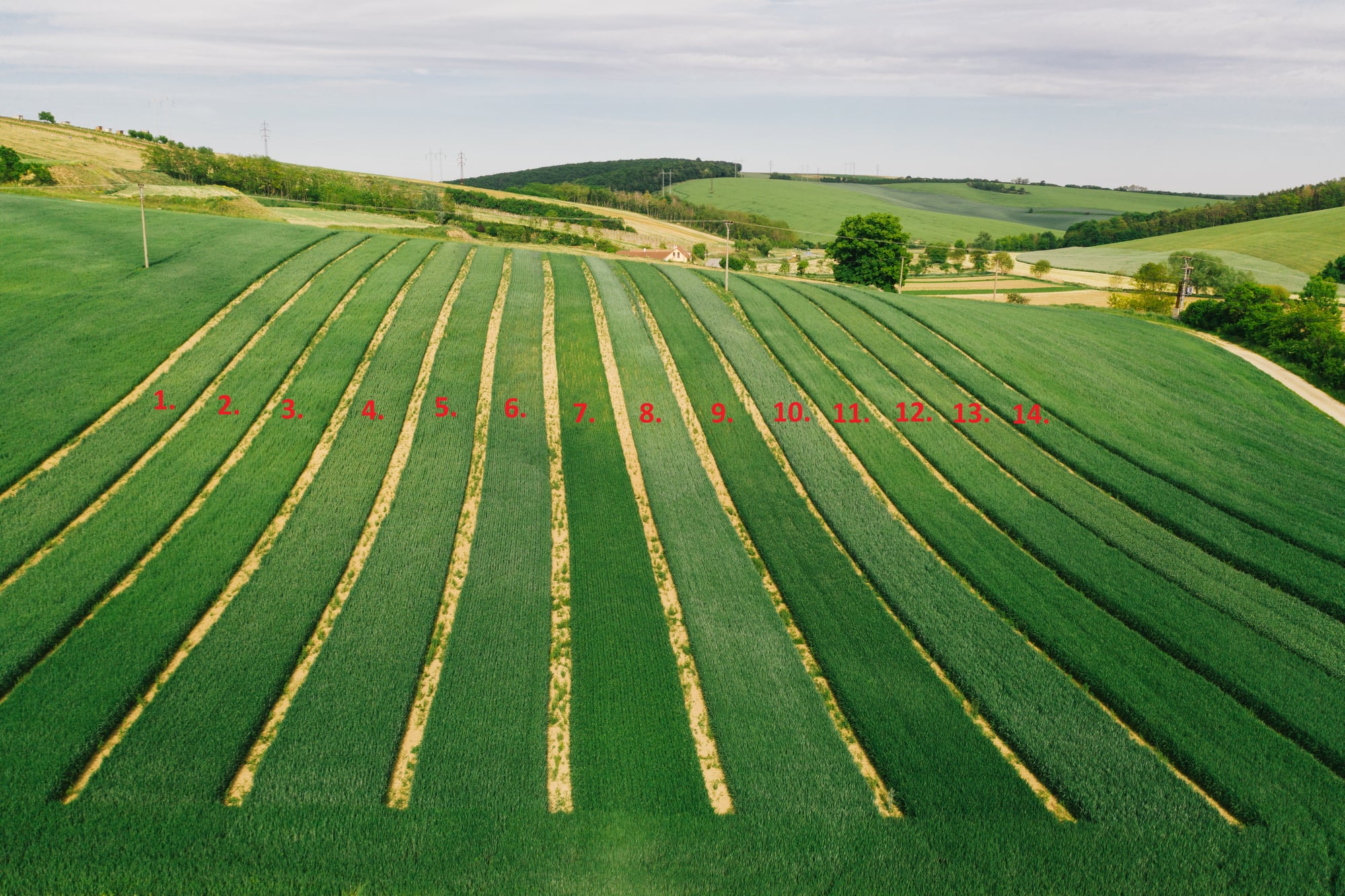 PROBIO multiplied 14 wheat varieties