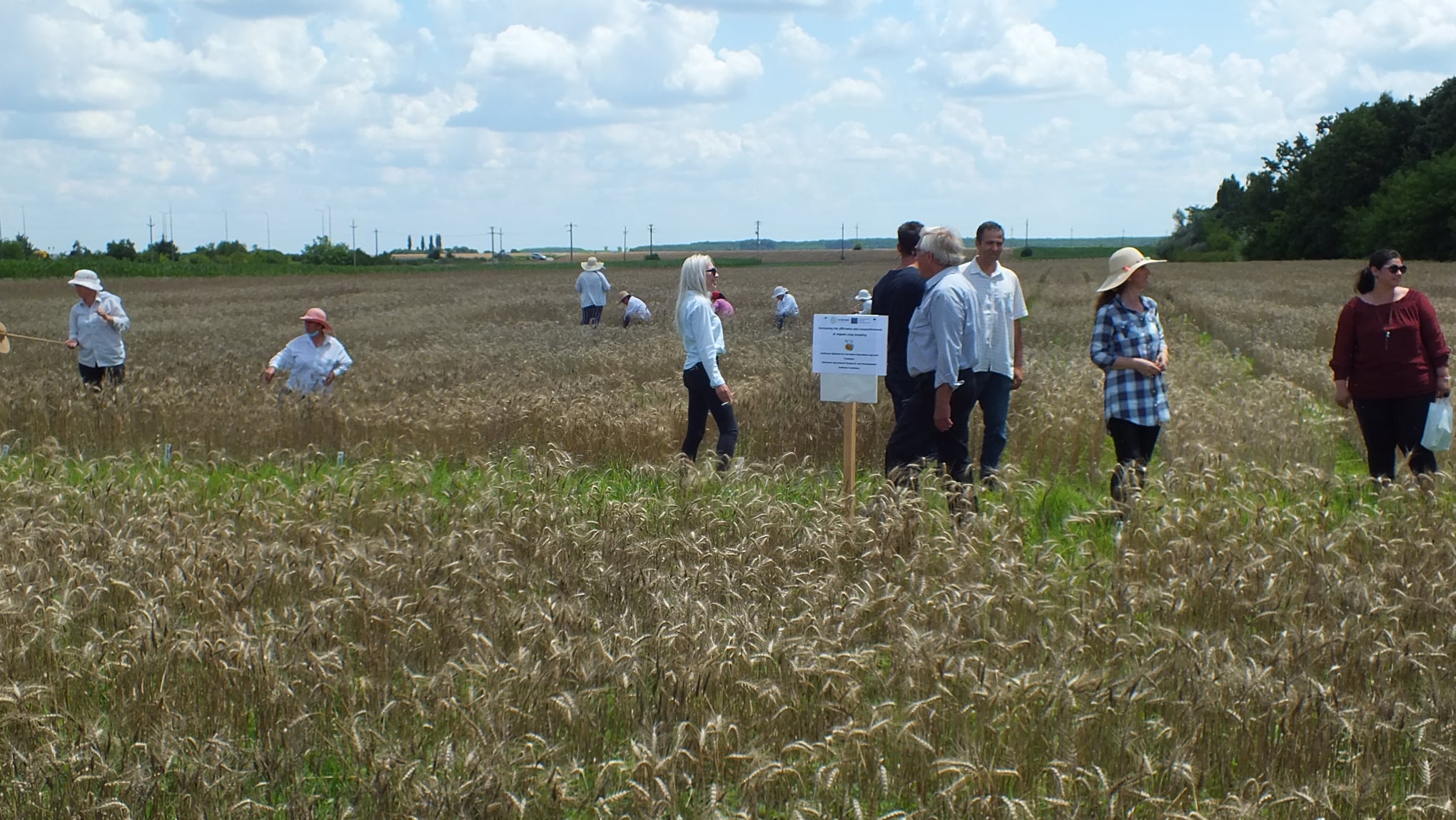 Farmers and policymakers visited ECOBREED’s fields in Romania