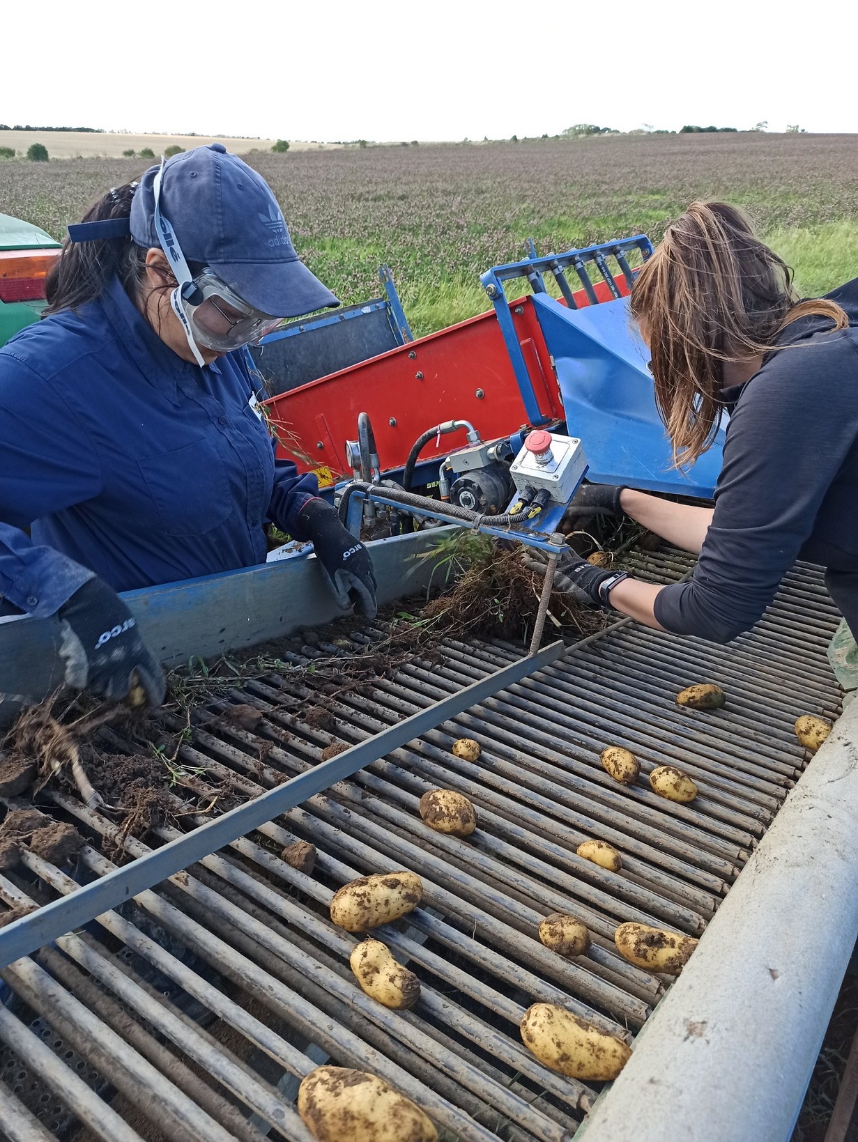 Potato and wheat harvesting in England, United Kingdom