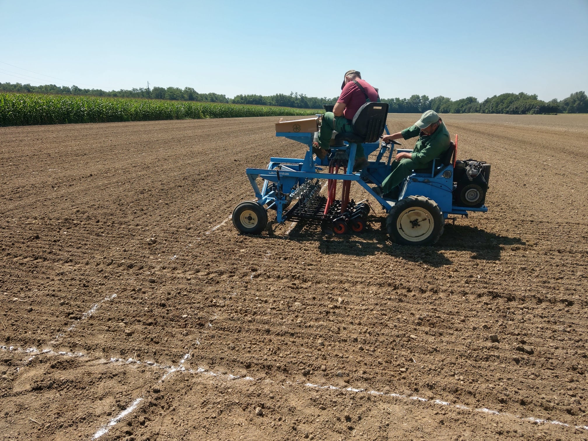 Buckwheat sowing in Slovenia