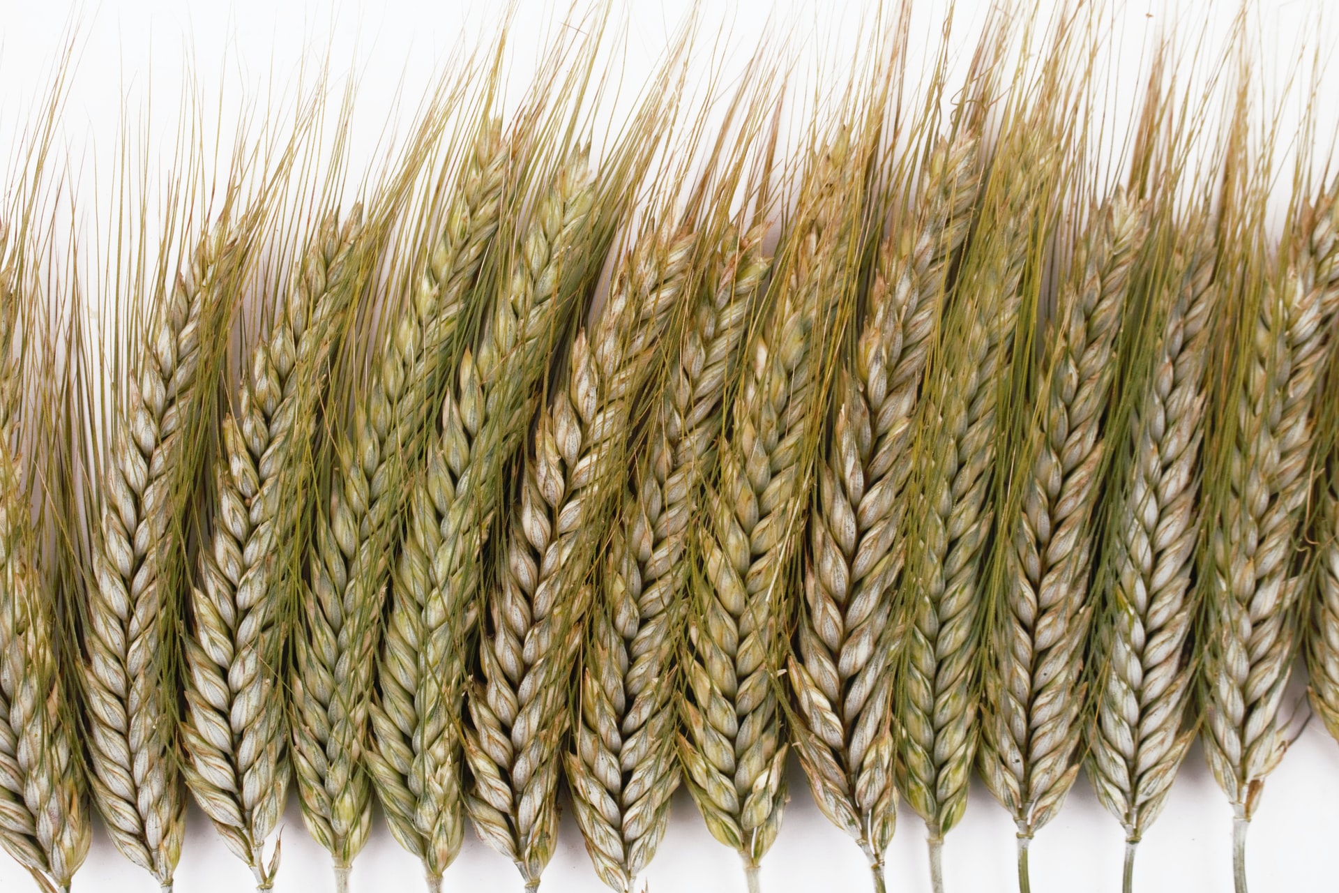 Durum wheat: sustainable and innovative genetic – Ecobreed