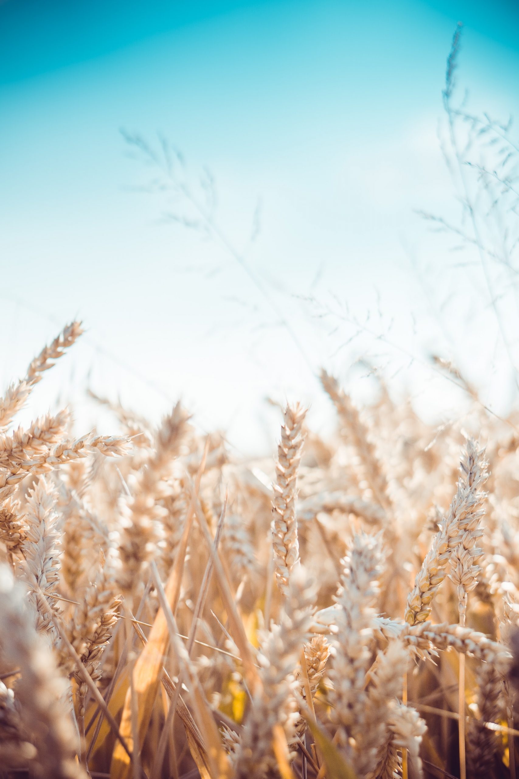 Organic wheat days in Austria