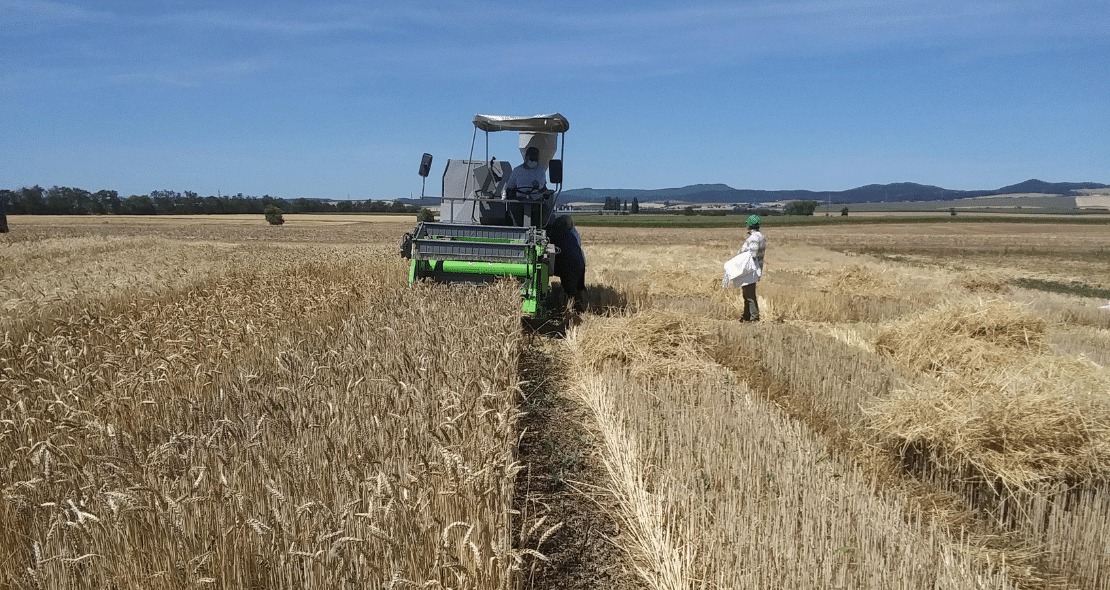 ECOBREED harvest in Slovakia