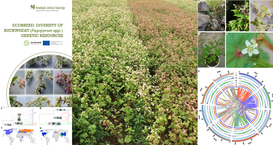 New publications in buckwheat genetic resources