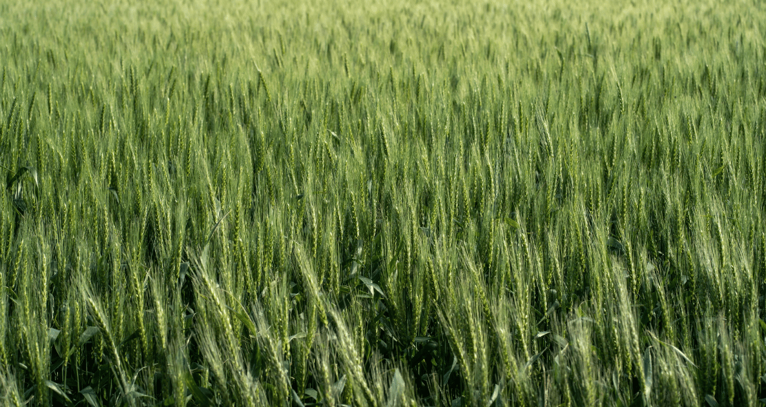New ECOBREED winter wheat variety registered